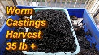 Huge Harvest of Vermicompost 35 pounds | WHEN and HOW to SPLIT a red wiggler worm bin