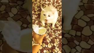 Funny Animals 2023  - Funniest Cats and Dogs video    #shorts
