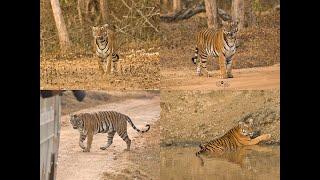 Kabini JLR Wildlife Safari 2022 (Total 8 Tigers & 1 Leopard Sightings of 4 Safaris)