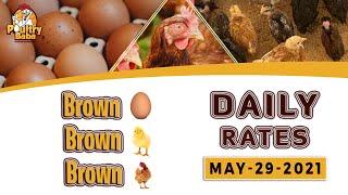 Today Brown Chick Brown Egg & Brown Layer rates in Pakistan | Poultry Baba | 29-05-2021|