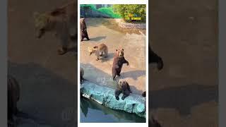 Telent  Funny Animals Dubbed Video #rjstomar