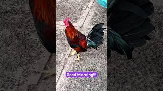 #beach #summer #morning #travel #rooster