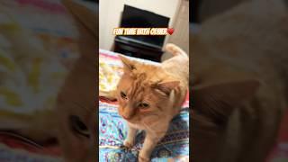 Fun time with Oliver️ #cat #funny #meowingtv #catlover #cute #kitten #shotfeed #cutecat