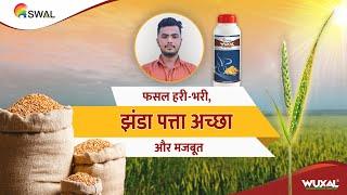 Wuxal help farmers beat the heat and increase wheat yield