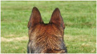 A True Companion! | Kraftwerk K9 German Shepherds