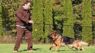 Big, Bold, & Obedient! | Kraftwerk K9 German Shepherds