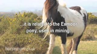 The Horsemart breed guide to Dartmoor