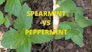 Know your mint. Difference between Spearmint & Peppermint