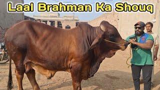 Laal Brahman Ka Shouq | Boss Cattle Farm  ||