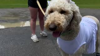 Noble Park Dog Parks Grand Opening Ceremony - May 14, 2024