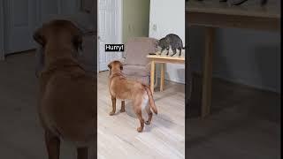 Dog and cat team up on their owner