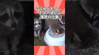 アライグマさんの動画見て笑ったら寝ろwwwww