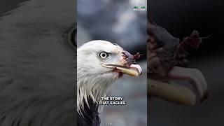 Do Eagles Really Break Their Beak?