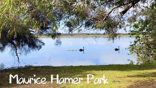 Black Swans in Maurice Hamer Park, Perth, Western Australia