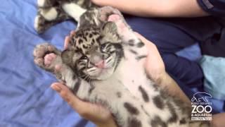 Comfy & Cute Clouded Leopard Cub