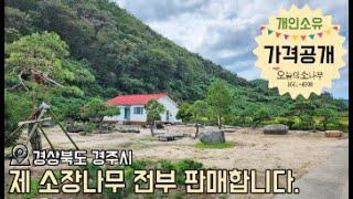 (가격공개댓글) 소유주 직거래(경북경주시)ㅣ광고문의 : 오늘의 소나무 1661-4998