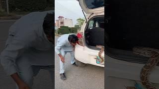 snake  in my car  