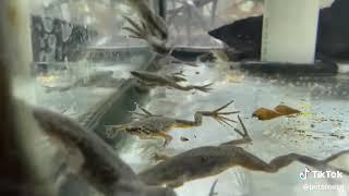 ADF African Dwarf Frog - Fully Aquatic Frogs For Aquariums Fish Tanks