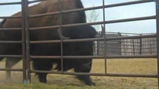 bison growls and runs behind fence before he cuts fence like butter