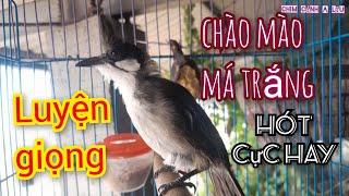 Luyện chào mào má trắng hót giọng hay tuyệt, sổ giọng nhiều âm kép chuẩn nhất, chào mào tập hót