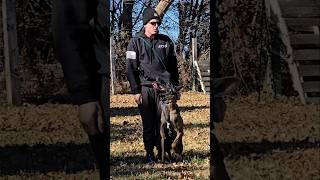 Colt's Advanced Obedience Training: The Art of Command & Control