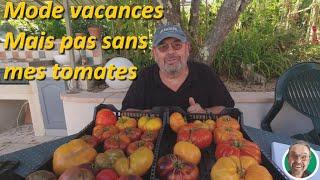 Mode vacances mais pas sans tomates #CultiverEnPots    #PotagerEnPots          #EspaceRestreint