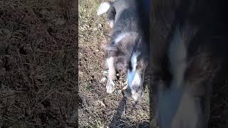 #bordercollie #dog #training #dogtraining #opvang #mydog #vakantie #honden #hondenvideo #собака
