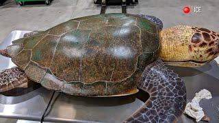 Painting a LARGE SEA TURTLE SHELL for the Clearwater Aquarium