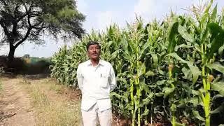 Kaveri Seeds Hybrid Maize KMH 3712 Rabbi season plot