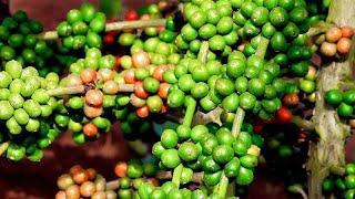 Coffee Farming in Masaka Uganda/Emmwanyi Telimba