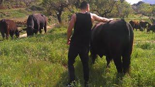 Gymsaul Petting Bulls