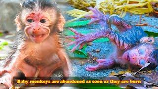 Mother monkey abandons baby monkey after birth, leaving baby monkey crying alone on the ground!