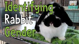 Identifying Rabbit Gender - Is My Bunny Male or Female?