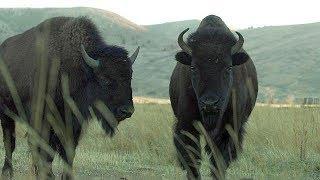 Bison - Farm To Fork Wyoming