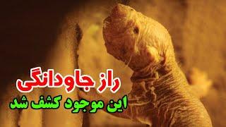 این موجود، راز جاودانگی را فاش می‌کند