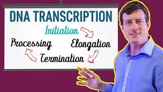 DNA Transcription Made EASY | Part 1: Initiation 