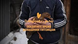 Посвятите время домашним питомцам.