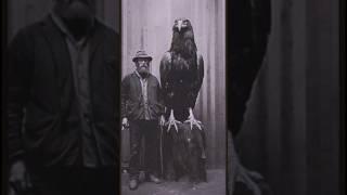 Meet Foster the largest Golden Eagle  who lived for 65 years #beast #giant #scary #ai #goldeneagle