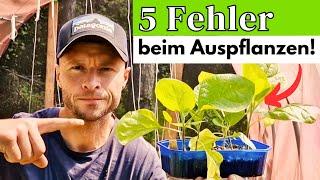 5 schlimme FEHLER beim Auspflanzen Deiner Jungpflanzen ... und wie Du es RICHTIG machst!