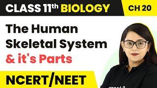 The Human Skeletal System and it's Parts - Locomotion and Movement | Class 11 Biology