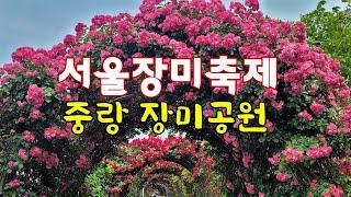 서울에서 가장 예쁜 축제ㅣ서울장미축제ㅣ중랑장미공원 [종구튜브여행]