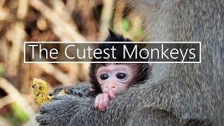 The cutest Monkeys