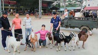 Use 3-wheeled Vehicle To Buy Farmer's Goat Herd, Transport Goats Go To Market Sell | Free Bushcraft