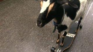 Watch: 2014 Guinness World Records' farthest distance skateboarded by a goat