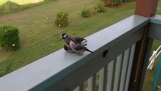 Hungry young Java Sparrows hounding mom for lunch.