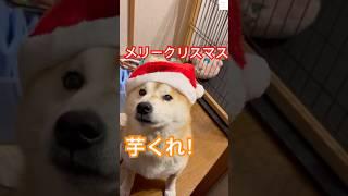 クリスマスも芋をくれ！柴犬サンタの全力アピール　#柴犬　#犬　#かわいい犬 #犬のいる暮らし #おもしろ