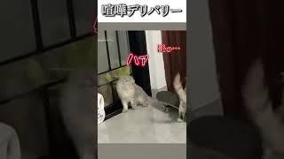 [Fight Delivery]Try not to laugh funny cats  dubbing episode7 #shorts