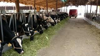 Hi-tech Dairy Farm in  TAMILNADU