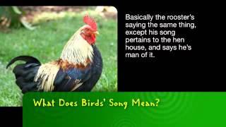 Bayer MSMS | What Does a Bird's Song Mean?