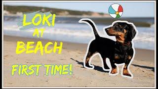 Dachshund Loki @ Beach First Time | 小腊肠国强第一次去沙滩